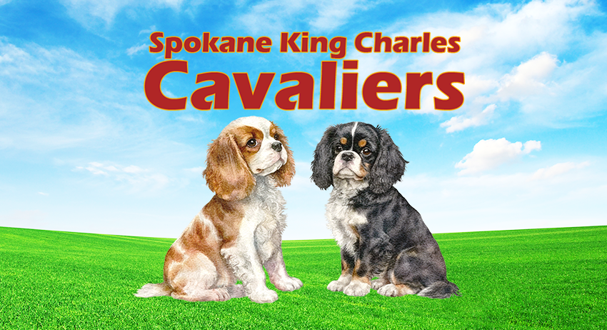 Spokane Cavalier King Charles Spaniels